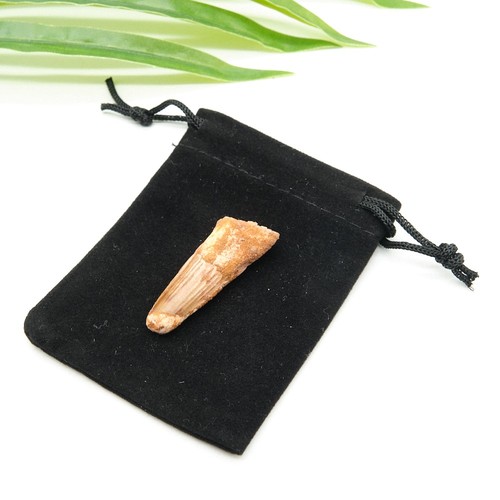 Genuine spinosaurus tooth - genuine,