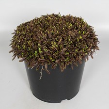 Leptinella 'Platts Black'. Plug Plants x 4. Feathery black foliage. Ground cover