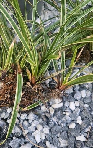 Japanese sage grass - sage,