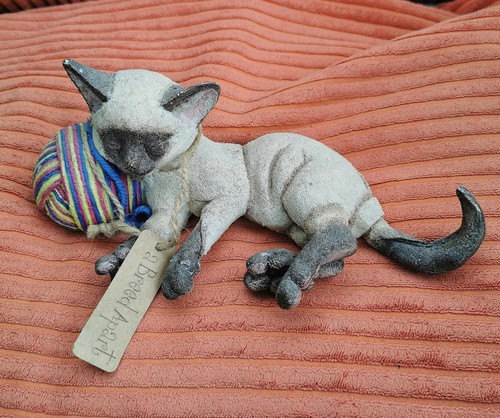 Siamese kitten mocha - siamese, "mocha"