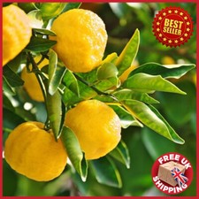 Japanese Tree 2ft Yuzu Lime Citrus Fruit in Pot Garden Outdoor Meringue Pie