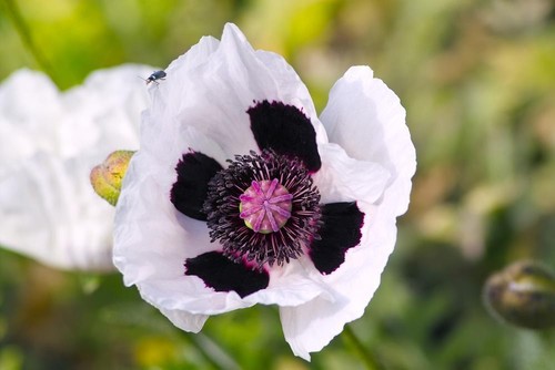 Oriental poppy royal - poppy, 'royal