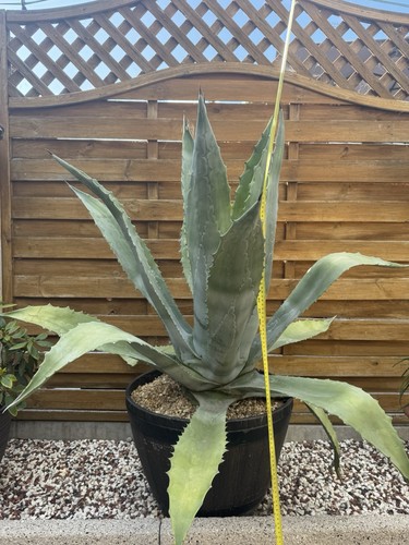 Large potted agave succulent - large,