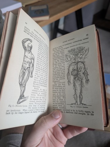 Rare esoteric anthropology - rare,