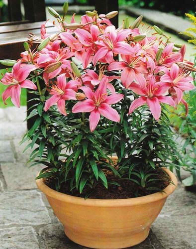 Dwarf lilies pink - 6, x