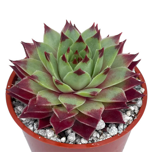 Sempervivum calcareum uk - -,
