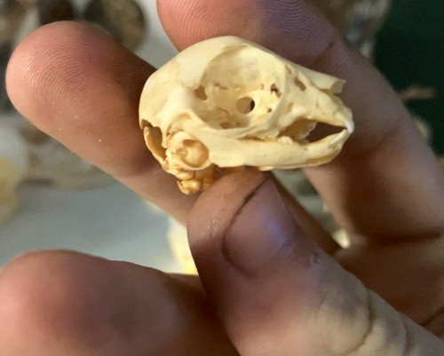 Fetal hare skull - hare, bone