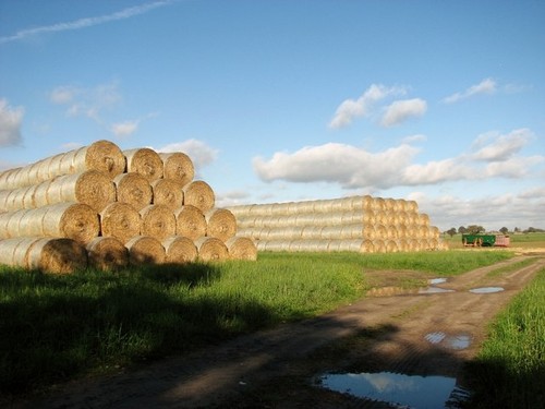 Photo 6x4 round bales straw - photo,