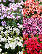 Mixed Hanging Basket Plug