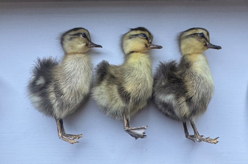 Taxidermy little cute - taxidermy, fluffy