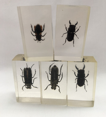 National geographic insects - national, in