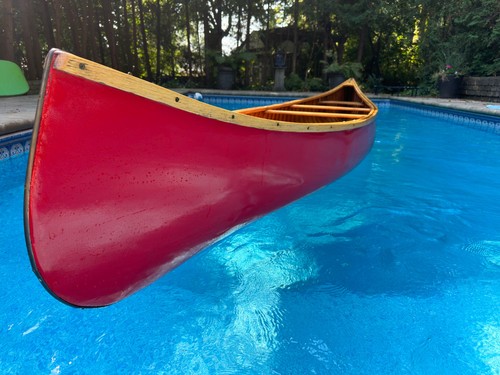 Stunning chestnut - stunning, 16'