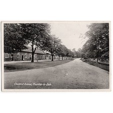 THORNTON LE DALE Chestnut