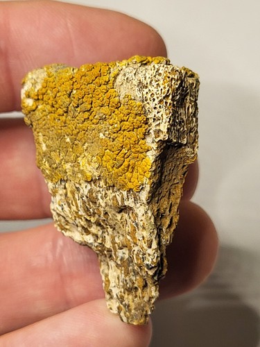 Triceratops limb pelvic - triceratops, /