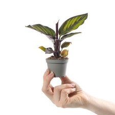 Baby Peacock Plant Calathea