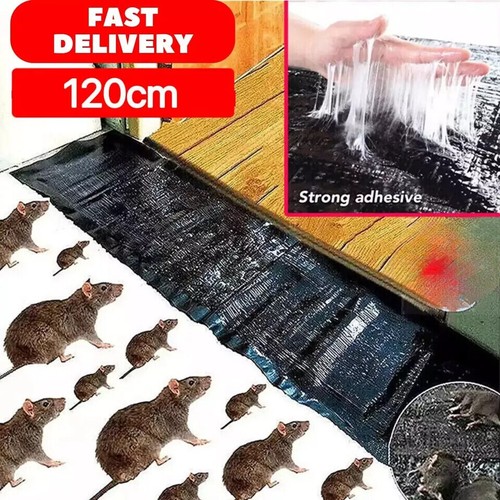Large size mice mouse - mouse, rodent