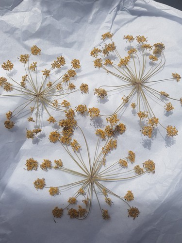 Pressed yellow fennel flowers - yellow,