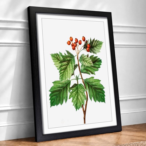Hawthorn berry tree flowers - berry,