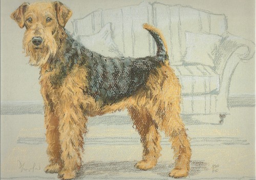 Airedale terrier print - airedale,