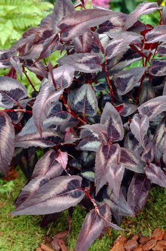 Persicaria microcephala red - -, 'red