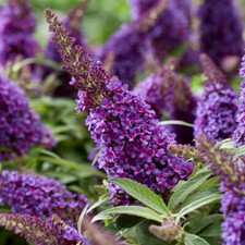 Buddleia Butterfly Candy