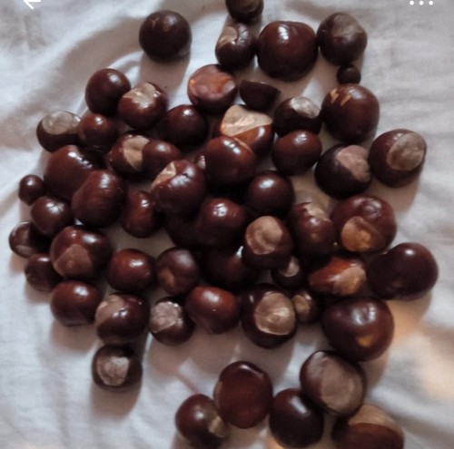 Conkers horse chestnuts spider - chestnuts,