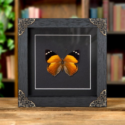 Blomfild beauty butterfly - blomfild's,