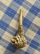 Antique Stag Horn Fid For Rope Splicing