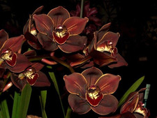 Cymbidium Scarlet Beauty
