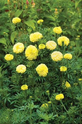 Flower african marigold - flower,