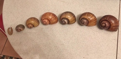 Apple snail shell - apple,