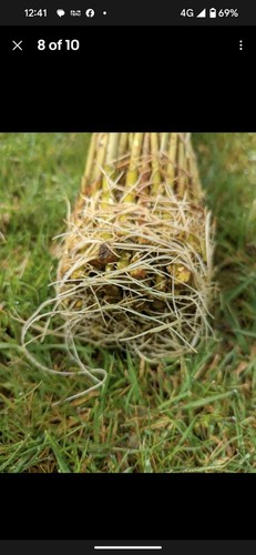 Green hybrid willow cuttings - hybrid,