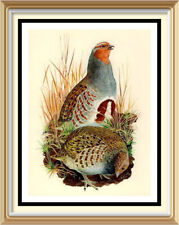 70+ yr Old 1947 Vintage TUNNICLIFFE Litho Wall Art Print Game Bird Partridge