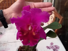 Rare Cattleya / Rlc. Lucky