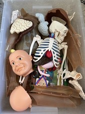 Billie Bones How Your Body