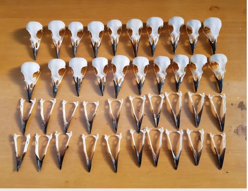 Magpie skulls pica uk - 5,