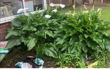 Arum Calla Lilly White ADULT