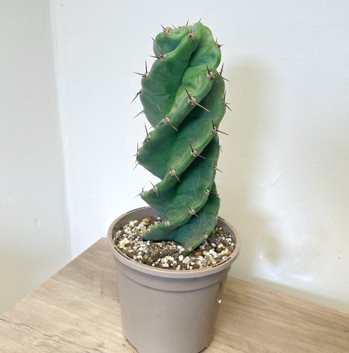 Cereus forbesii spiralis - cereus,