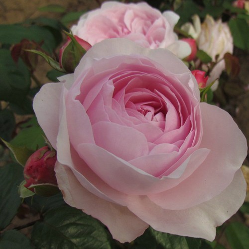 Olivia rose austin 5 5lt - olivia,