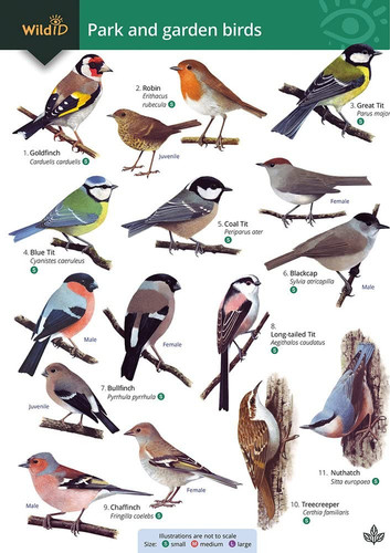Park and garden birds - park,
