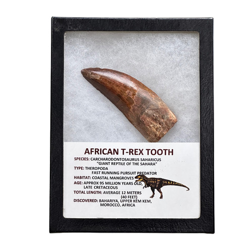 African rex tooth - t-rex,