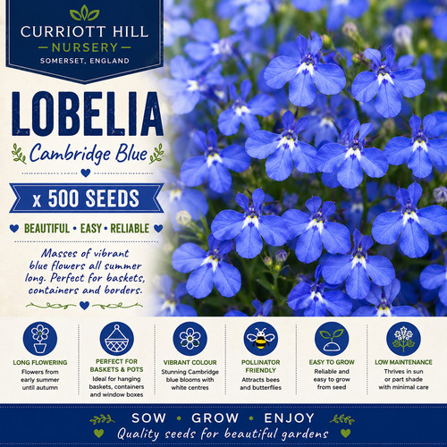 Lobelia cambridge - 🇬🇧,