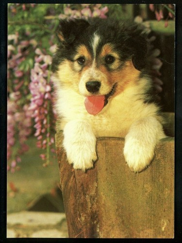 Dog puppy chrome postcard