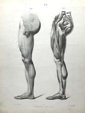 Anatomy Forms of Man by Dr Fau Atlas Original Litho Plate 21 Inner Leg 1848