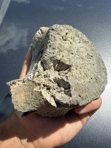 Cetacean vertebra fossil - fossil,