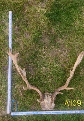 Fallow stag skull with antlers - stag,