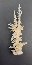 Real Coral Skeleton Decoration