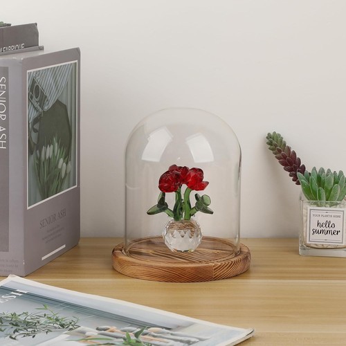Sumnacon glass display - glass, cloche