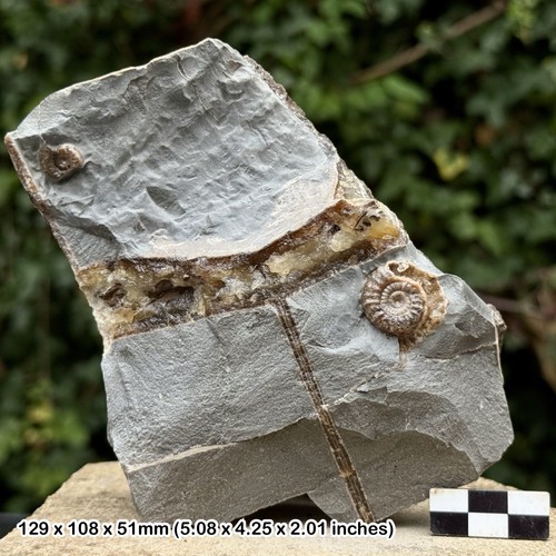Promicroceras calcite fossil - promicroceras,
