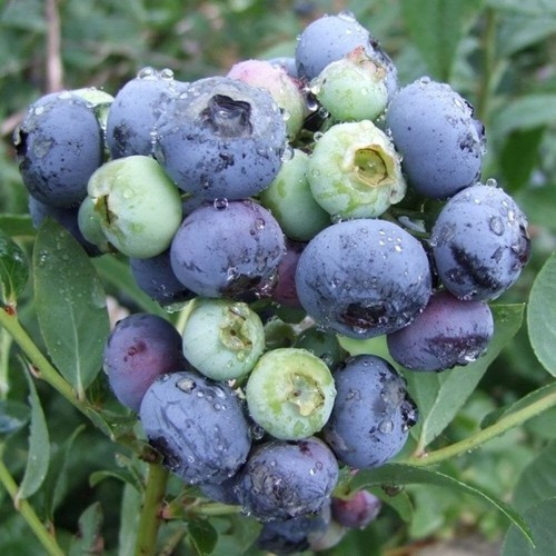Blueberry darrow fruit bush - darrow,
